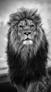 Majestic Sagesse Lion Noir Et Blanc Photographie De Lion Photos Animaux Sauvages