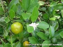 Image result for Citrus × aurantiifolia