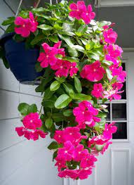 Hanging Pot Vincas Flower Bed Plants Hanging Garden Hanging Garden Ideas