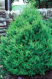 Wholesale shrub & bare root tree nursery in michigan currently reserving trees and shrubs for fall 2021 shipping. Pin By Dana Lynn On Landscape Lawn And Landscape Boxwood Landscaping Backyard Landscaping