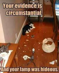 The Lamp Was Hideous Anyway Evil Cat Crazy Cats Funny Cat Pictures Funny Cats