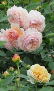 We did not find results for: Climbing Rose Varieties Opinions And Suggestions Bbc Gardeners World Magazine