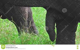 Penis Des Afrikanischen Elefanten Stock Video - Video von tiere, pinsel:  77745823