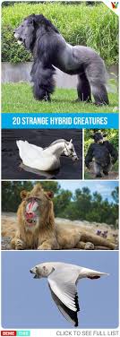 20 Times Animals Turned Into Strange Hybrid Creatures In Photoshop Animals Photoshop Epic Humor Funnypics Photos Fun Weird Creatures Creatures Photoshop