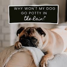 When she's ready to have an orgasm, it should be very obvious. 7 Tips For Dogs That Refuse To Potty In The Rain Pethelpful