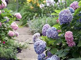 For soil with a ph between 5.5 and 6.5, either purple flowers or a combination of blue and pink flowers will be produced. How To Change Hydrangea Color Garden Gate