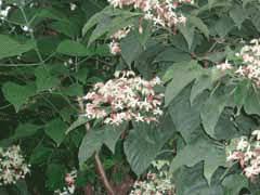 Image result for Clerodendrum silvanum