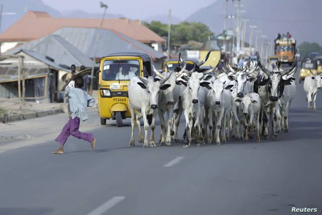 Miyetti Allah farmers residents speak as Lagos awaits implementation of anti open grazing law highlighting cattle grazing security issue Nigeria