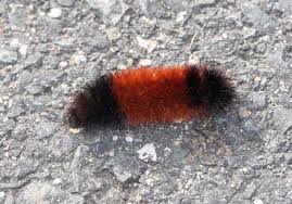 What color caterpillars are poisonous? Woolly Bear Caterpillars Winter Weather Predictors Facts Folklore The Old Farmer S Almanac