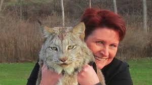 How much does it cost to own a cat? This Canadian Lynx Is Twice The Size Of A Cat Now Watch His Reaction When A Trainer Goes To Pet Him Youtube