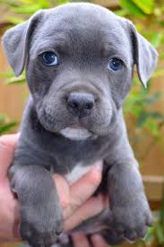 American Staff Puppy Bebe Chien Bebes Animaux Mignons Animaux Adorables