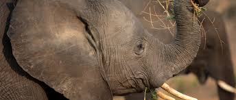 They may even consume close to 40 gallons on a hot day, and an adult. Elephant African Wildlife Foundation