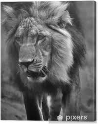 Tableau Sur Toile Noir Et Blanc Lion Pixers Nous Vivons Pour Changer Cette toile à drap 100 % coton noire et blanche sera parfaite pour la réalisation de votre parure de lit style ethnique ! pixers