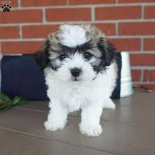 Get the best deal for vermont teddy bear co. Rose Greenfield Puppies Teddy Bear Puppies Puppies Greenfield Puppies