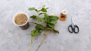 How To Grow Mogra Jasmine From Cuttings Care And Propagation Of Jasmine Plant Urdu Hindi Youtube Jasmine Plant Plants Propagation