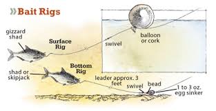 A close second are herring. Live Bait Rig For Striped Bass Off 69 Medpharmres Com