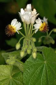 Image result for Sparrmannia