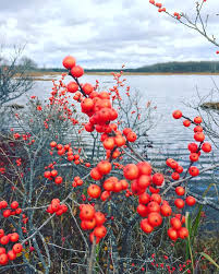Red Berries by Danielle Lehoux