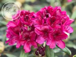 Image result for Afrosciadium rhodesicum