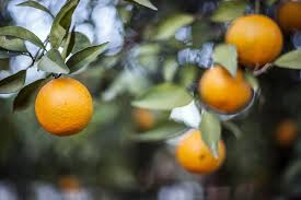Orange tree lemon tree lime tree mandarin tree pomelo tree citron tree grapefruit tree apple oak. 10 Fruit Trees Good To Grow In The Uae