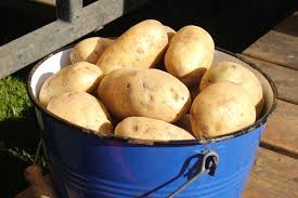 This is the best way to plant potatoes, by. How To Grow Potatoes In A Bucket One Green Planet