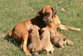 The great big lone star state of texas is known for everything there being bigger and better. South African Boerboel Pups Houston For Sale In Rosenberg Texas Classified Americanlisted Com