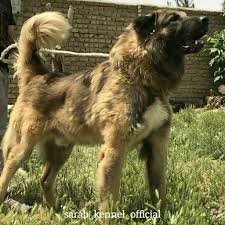 Sarabi Dog One Of The World S Oldest Dog Breeds Mastiffs Dog Breeds Giant Dog Breeds