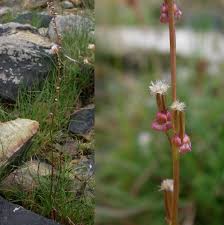 Image result for Juncaginaceae