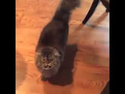 Yass Cat Vine 5 Minute Loop Cats Yas Cat Vines