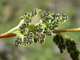 Image result for Anogramma leptophylla