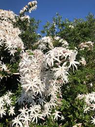 Image result for Jasminum breviflorum