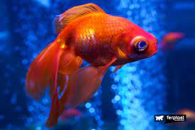 Aquarium Fish The Most Popular Species