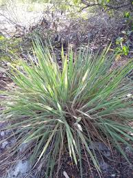 Image result for Trachypogon