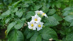Plants that experience cold nighttime temperatures will set fruit. Potato Flower One Of The Most Consumed Root Vegetables Floraqueen