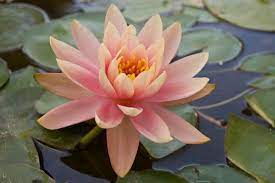 Liven up plantings near water features or boggy areas where these cannas will happily thrive. Water Lilies Flowers God S Heart