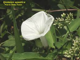 Image result for Ipomoea aquatica