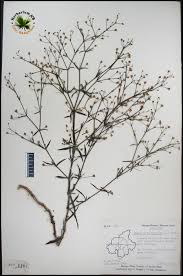 Image result for Oldenlandia herbacea