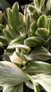 Browsing the products categories and customer reviews below. Variegated Jade Plant Houseplants By Studley S