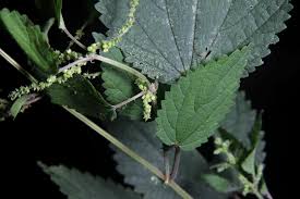 Image result for Urtica massaica