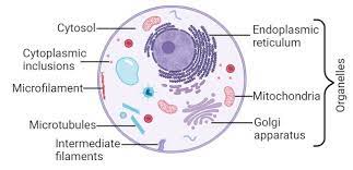 The Structure And Function Of Cytoplasm Cytosol Function In 2021 Structure And Function Cell Membrane Eukaryotic Cell