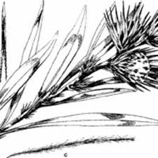 Image result for Macledium sessiliflorum