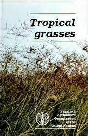 Image result for Anthephora pungens