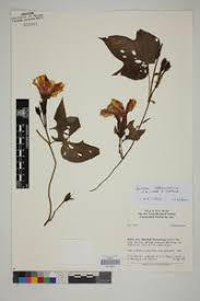Image result for Ipomoea adenioides