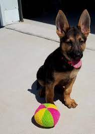 Best german shepherd breeder in phoenix, az. Desert Mountain German Shepherds In Phoenix Az
