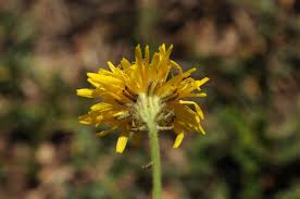 Image result for Crepis newii