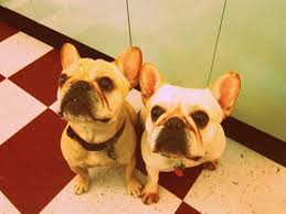 Old metal kitchen cabinets makeovers pictures of dogs. Nancy S Metal Kitchen Cabinets Get A Fresh Coat Of Paint And Lots Of New Red Accents Retro Renovation