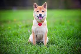 Shiba inu, a decentralized deflationary evolution to doge. Shiba Inu