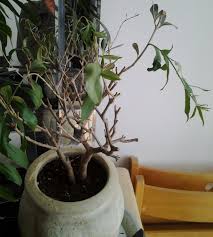 Olivier En Pot A L Interieur Triste Mine Au Jardin Forum De Jardinage