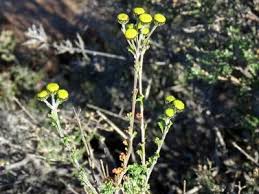 Image result for Pentzia