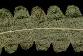 Image result for Cyclosorus interruptus